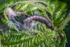 258141 – Photo : Daniel Ventard – France (71)